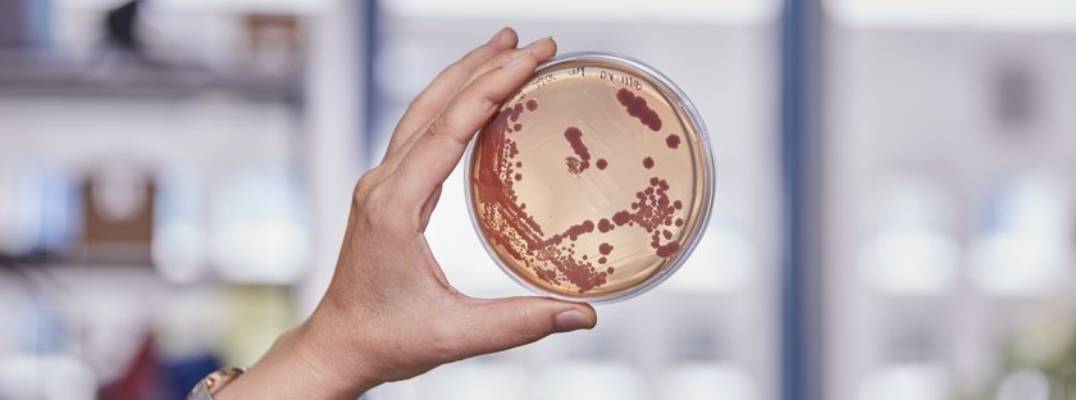 Insight Bacteriology Invites New Submissions: A Gateway to Global Microbial Research