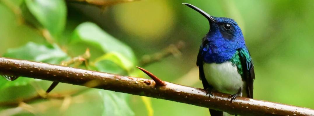 Baby Hummingbird Mimics Toxic Caterpillar in Groundbreaking Discovery