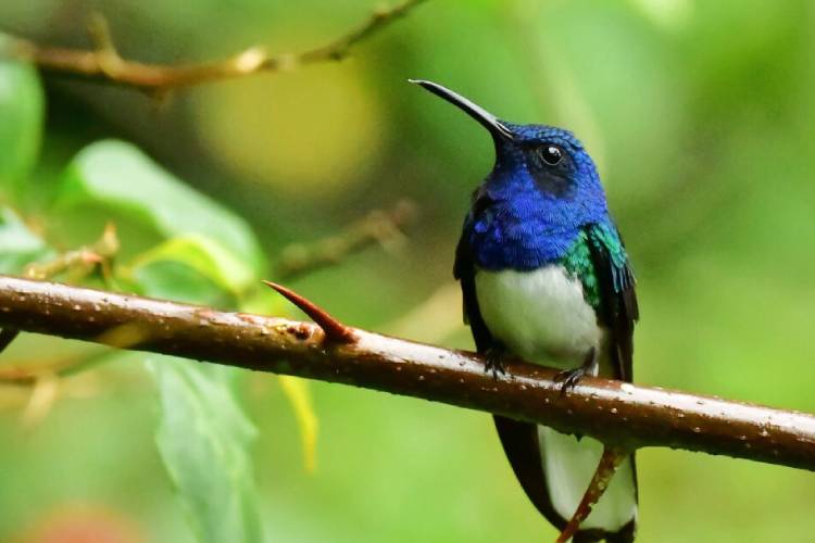 Baby Hummingbird Mimics Toxic Caterpillar in Groundbreaking Discovery