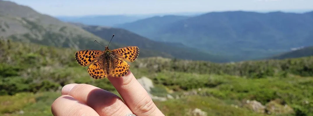 Climate Change Threatens Mountain Butterfly Habitats, Yale Study Warns