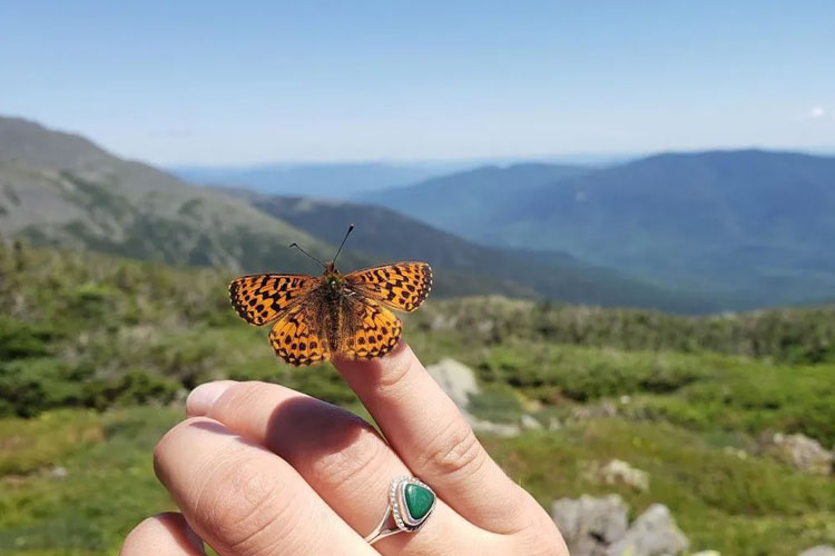 Climate Change Threatens Mountain Butterfly Habitats, Yale Study Warns