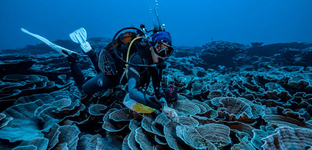 New study highlights urgent need to safeguard deep reefs