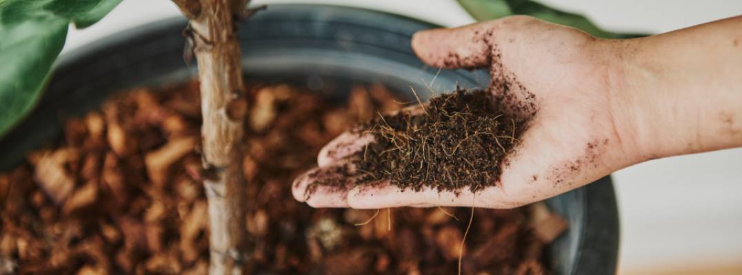Vermicompost Olive Waste Boosts Plant Defenses and Enhances Pest Control, Study Finds