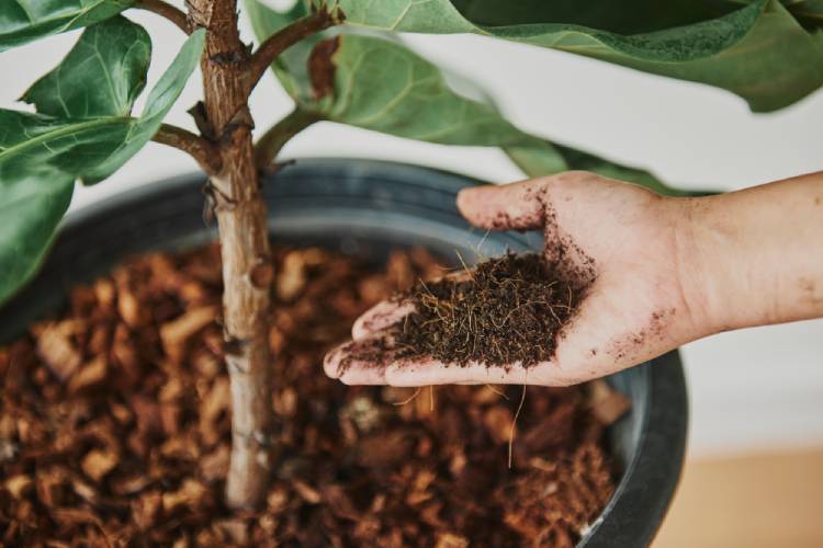 Vermicompost Olive Waste Boosts Plant Defenses and Enhances Pest Control, Study Finds